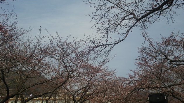 余佐川の桜